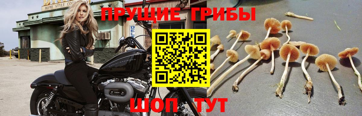 Великие Луки  Галлюциногенные грибы Psilocybine cubensis  Вход с VPN  Галлюциногенные грибы Psilocybe 